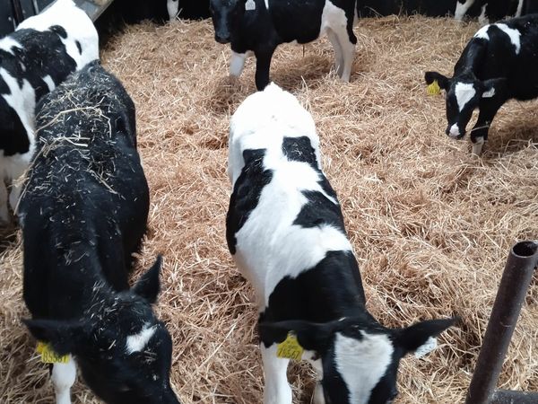 26 reared calves