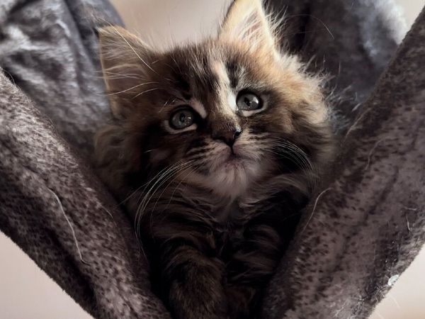 Maine coon kittens *ALL RESERVED*