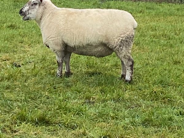 Suffolk sheep in lamb