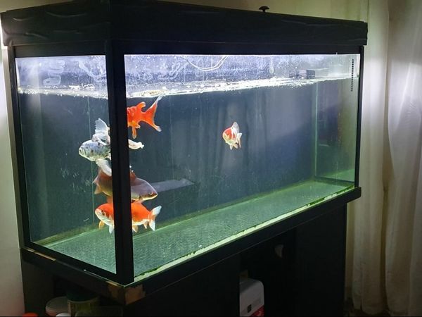 Fish tank white 5 goldfish