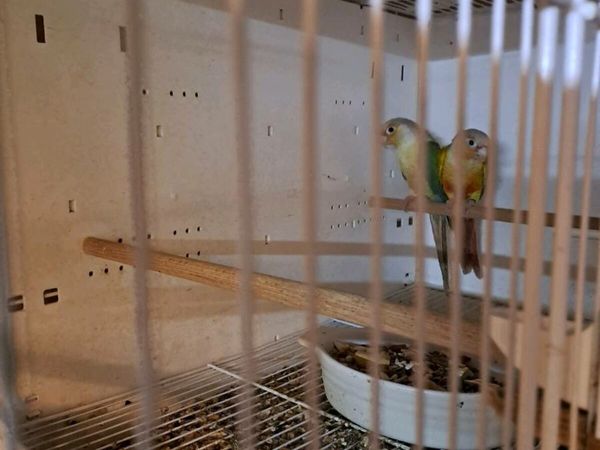 Conures/budgies