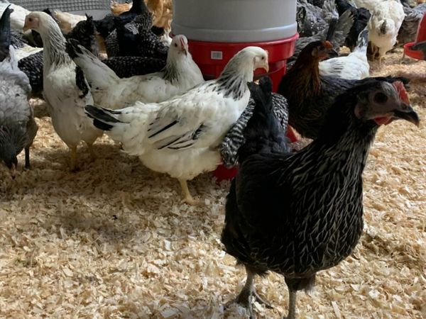Point Of Lay Pullets