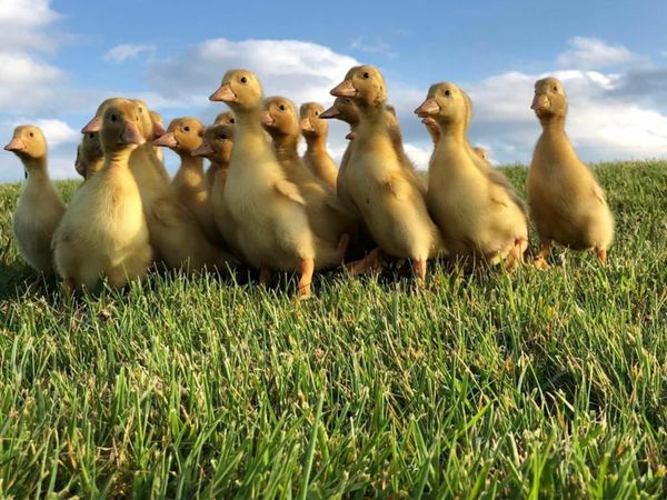 Ducks , Ducklings Nationwide