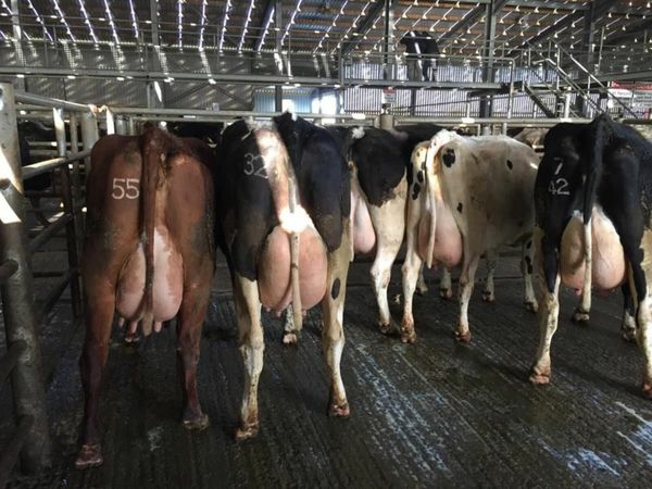 DAIRY SALE LISTOWEL MART WED 1ST FEB AT 1PM