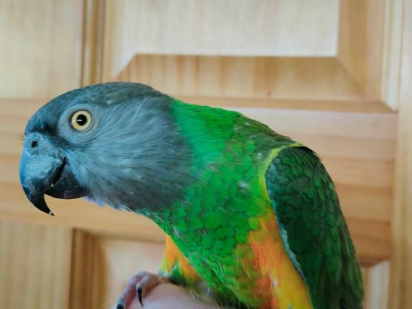 Senegal Parrot Bird Hand Tamed with cage