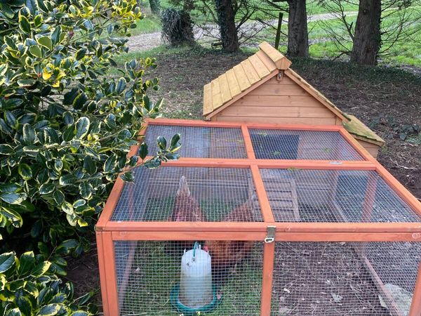 Chickens, run and chicken coup