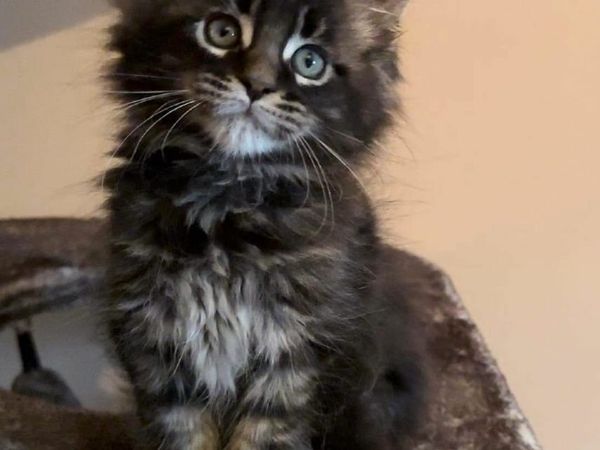 Maine coon kitten (RESERVED)