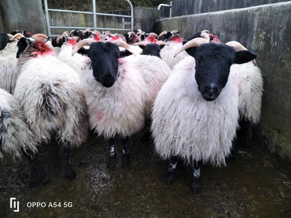Blackface Lanark Cross Ewe lambs