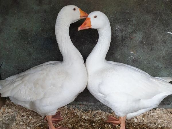 Geese - breeding pair 2 yrs old