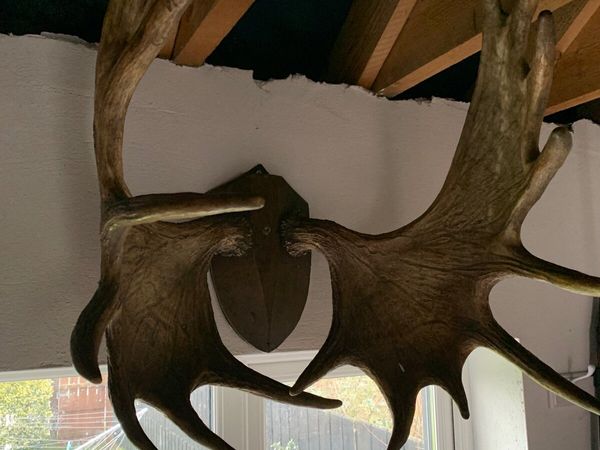 Genuine moose antlers