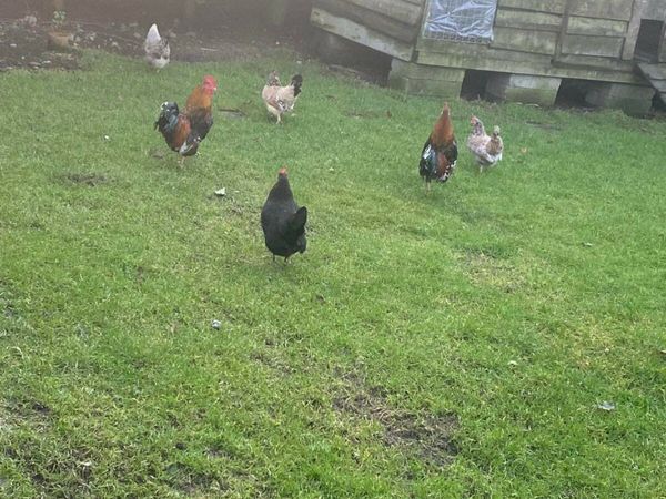 Cross bred bantoms for sale 3 hens 1 cockerl