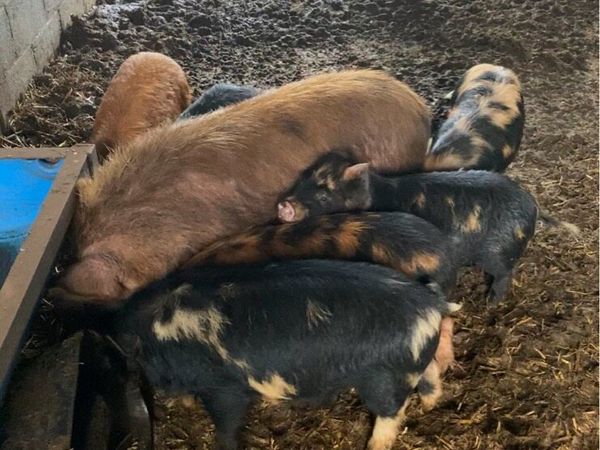 1 boar and 2 sows and multiple piglets