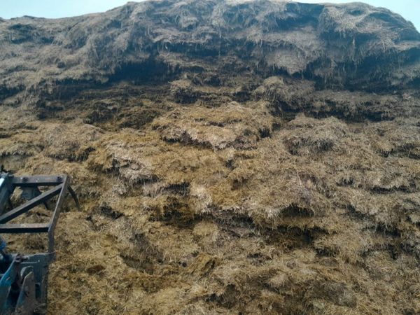 Pit Silage