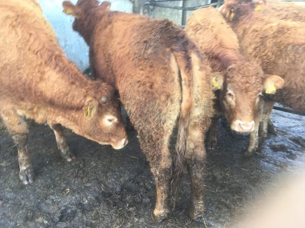 5-star pedigree Limousin Heifers