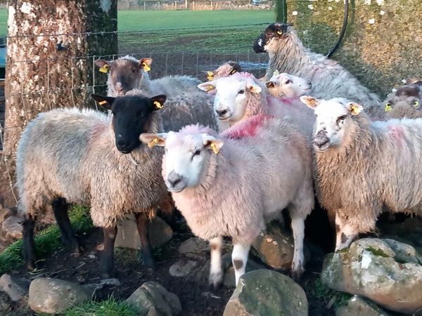 20 Ewe Lamb's