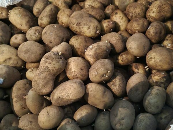 Potatoes seeds
