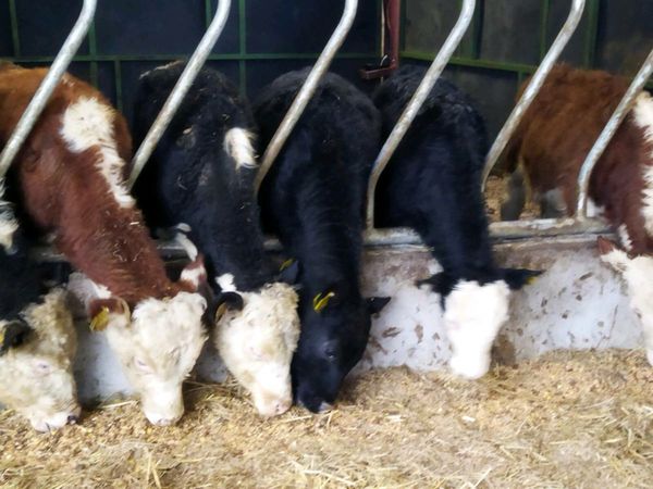 7 Hereford Bullocks for sale