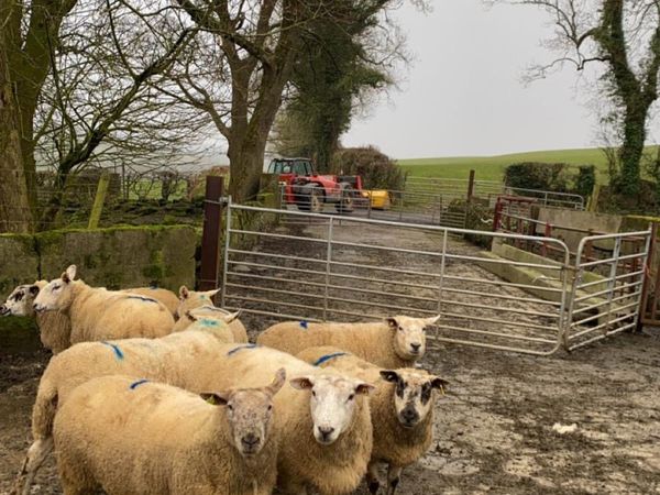 Clearance sale of ewes
