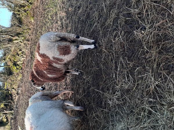 Dutch spotted hogget ewe