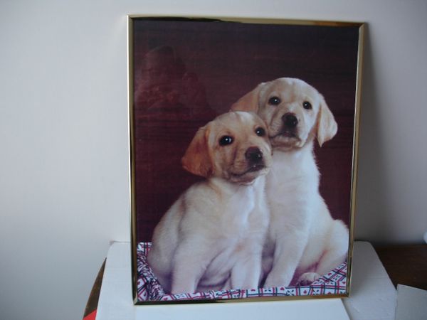 Large Picture of Labrador Puppies 20”
