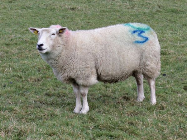sheep in lamb