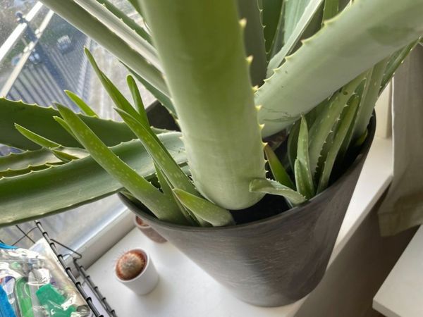 Large Aloe vera plant including pot
