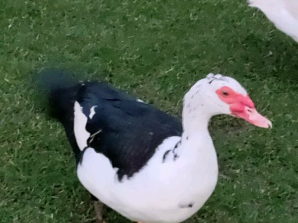 Muscovy drakes