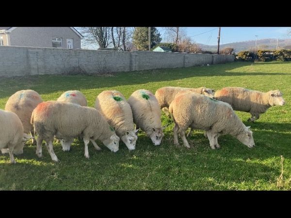 17 In Lamb Ewes