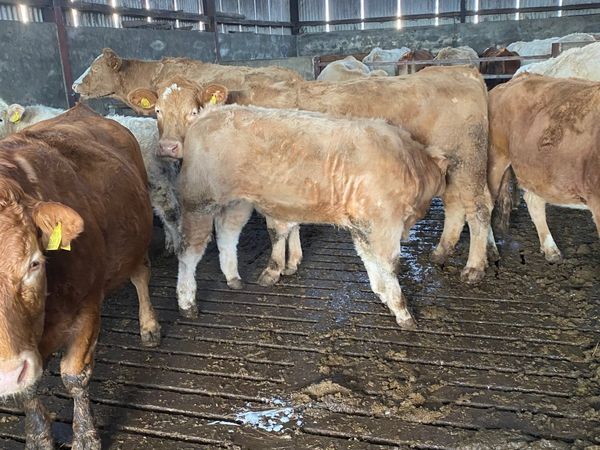 Charolais and Limousin Weanlings