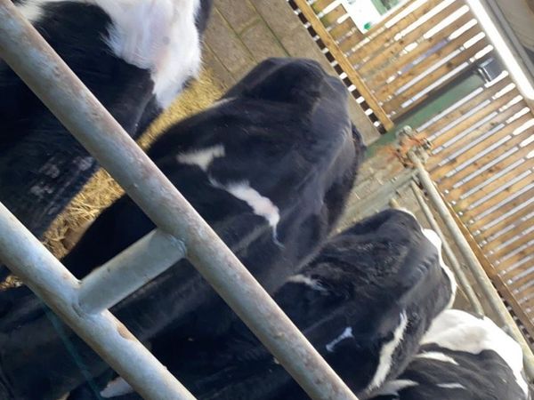 Pedigree Holstein heifers