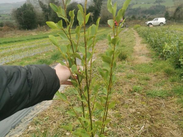 2ft Griselinia bareroot hedging
