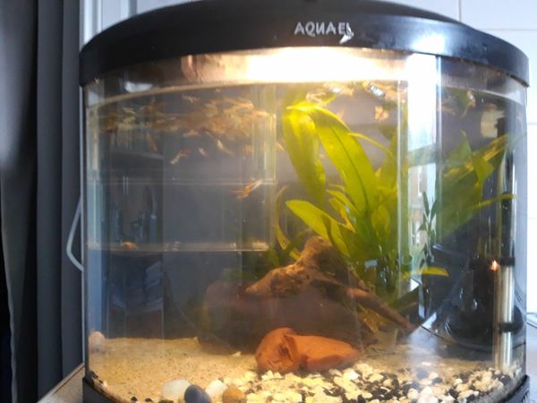 Fish tank, with fish and plants