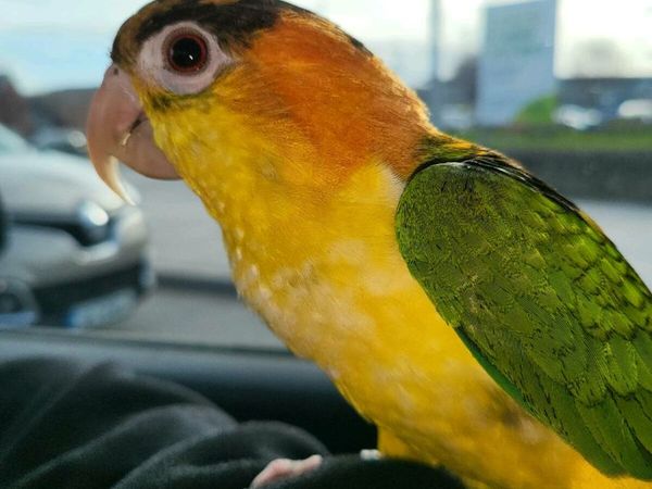 Hand Reared Male Yellow Thighed Caique