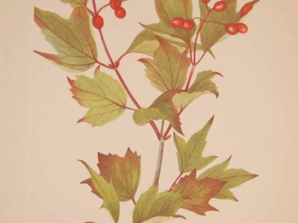 Cranberry Bush 1925 Vintage Botanical Print