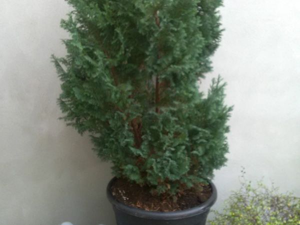 5ft potted plant