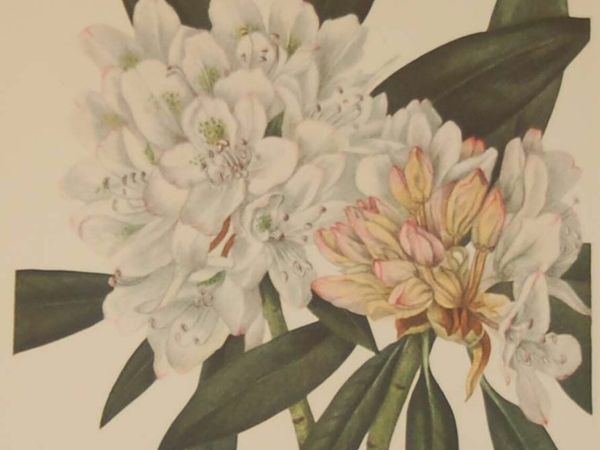 Rosebay Rhododendron 1925 Vintage Botanical Print