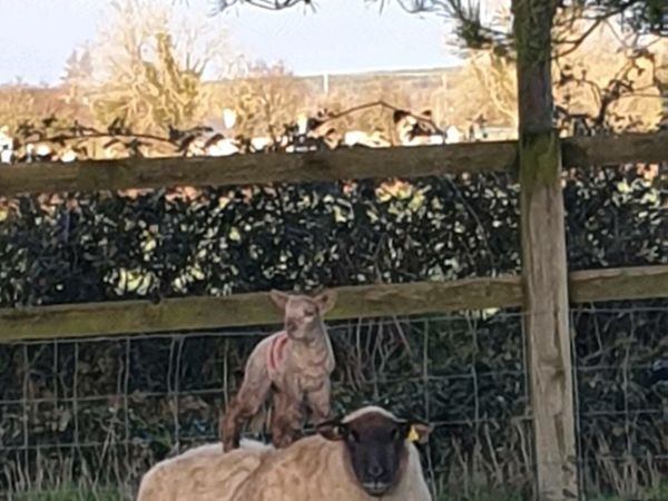 Suffolk ewes+super charlollais ram
