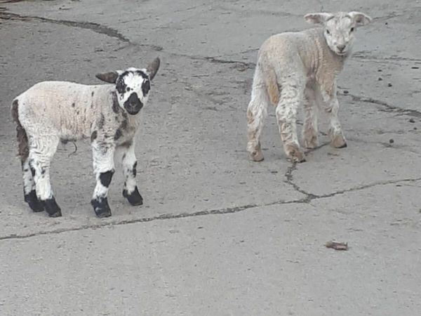2 lambs for sale