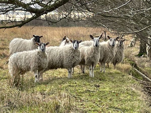 Mule Ewe Lambs/ Hoggots