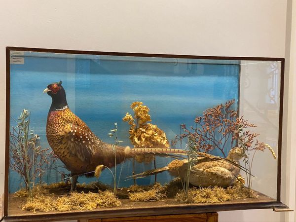 Taxidermy Cock & Hen Pheasants in beautiful glass display Cabinet
