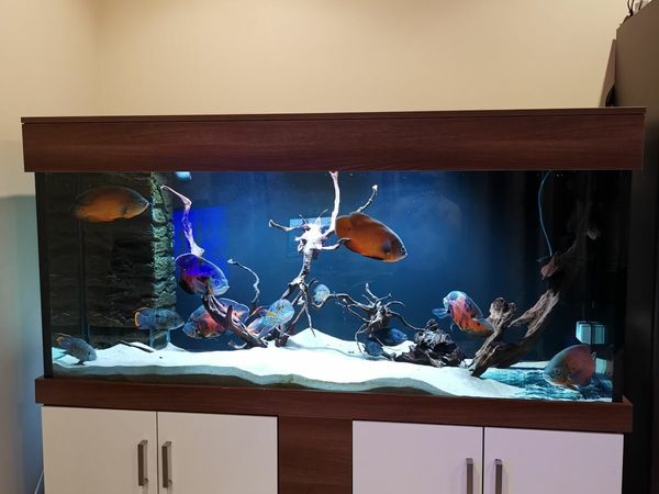 6 ft Aquarium (fish tank aprx 1100L with sump)