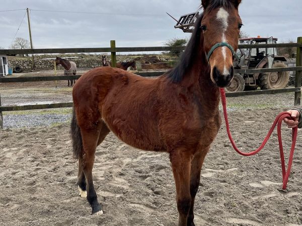 Acorad 3 X Womanizer yearling filly for sale