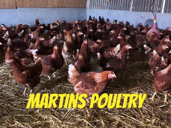 Martins Poultry- Delivering to Ennis 11th February
