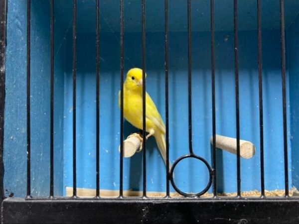 Irish fancy canaries / Gloster canaries