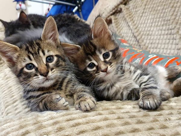 Savannah x Mainecoon kittens