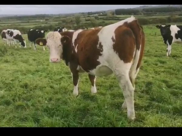 Montbeliarde Spring in calf heifers