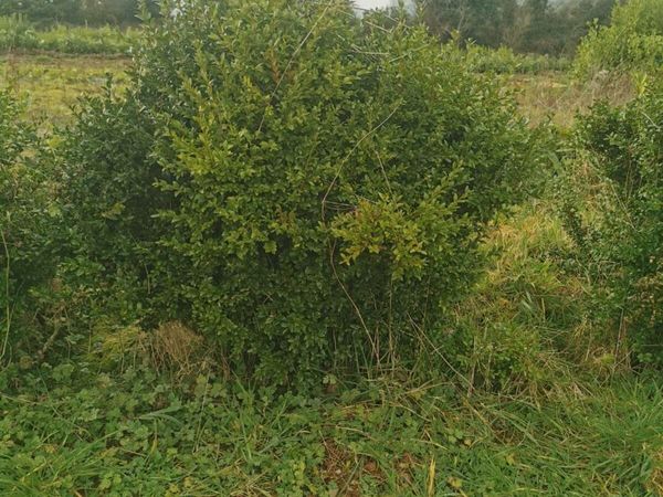 3ft mature buxus hedging bareroot