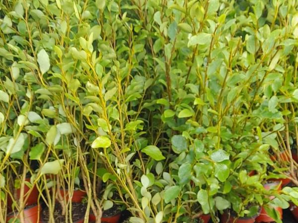 Large Potted Griselinia - Instant Hedge