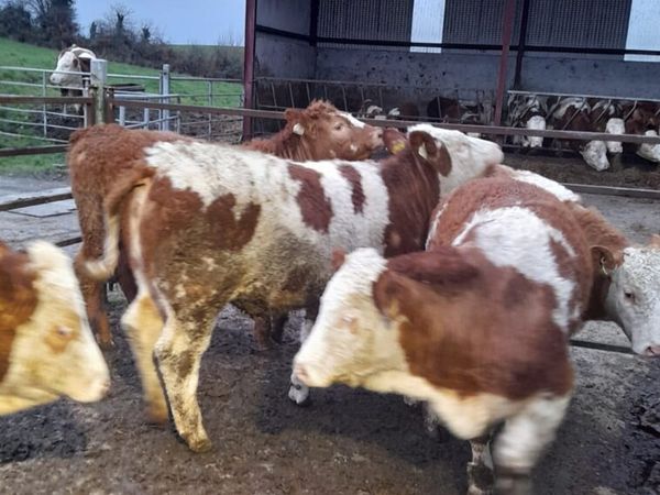 5 star Simmental heifers for cootehill mart