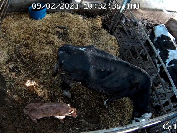 Farm Cameras, Calving Cameras, Lambing Cameras